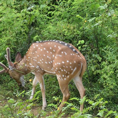 Wild Lake Side Udawalawe Luaran gambar