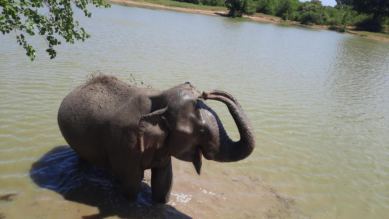Wild Lake Side Udawalawe Luaran gambar