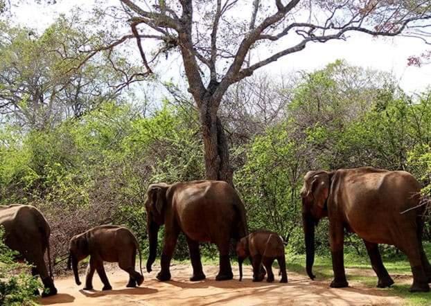 Wild Lake Side Udawalawe Luaran gambar