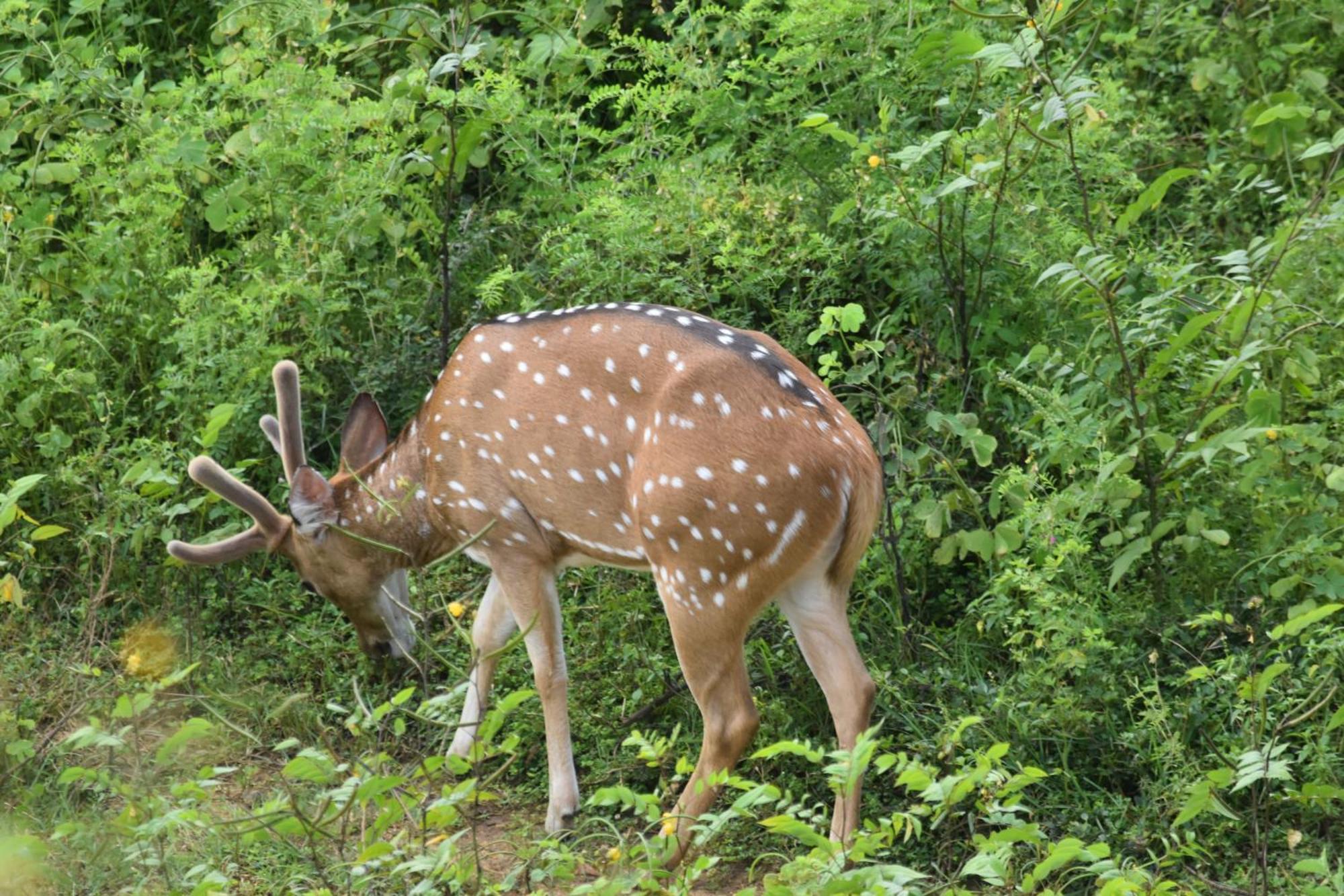 Wild Lake Side Udawalawe Luaran gambar