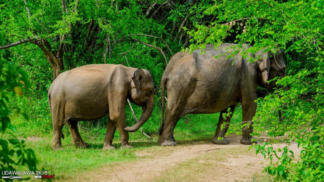 Wild Lake Side Udawalawe Luaran gambar